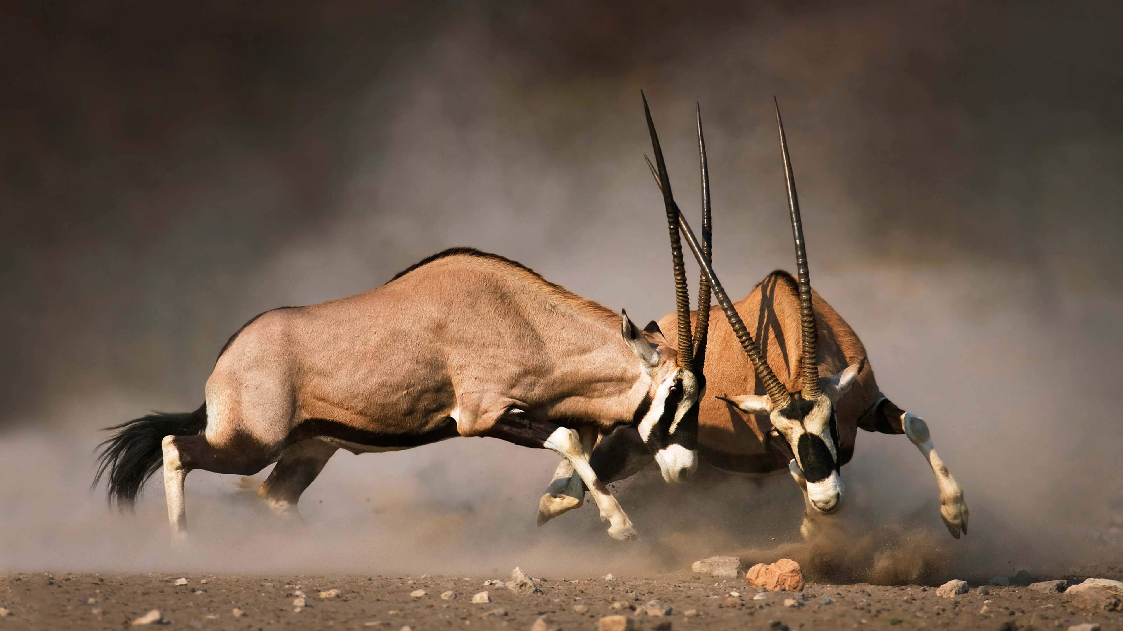 Animal Fight Night Background