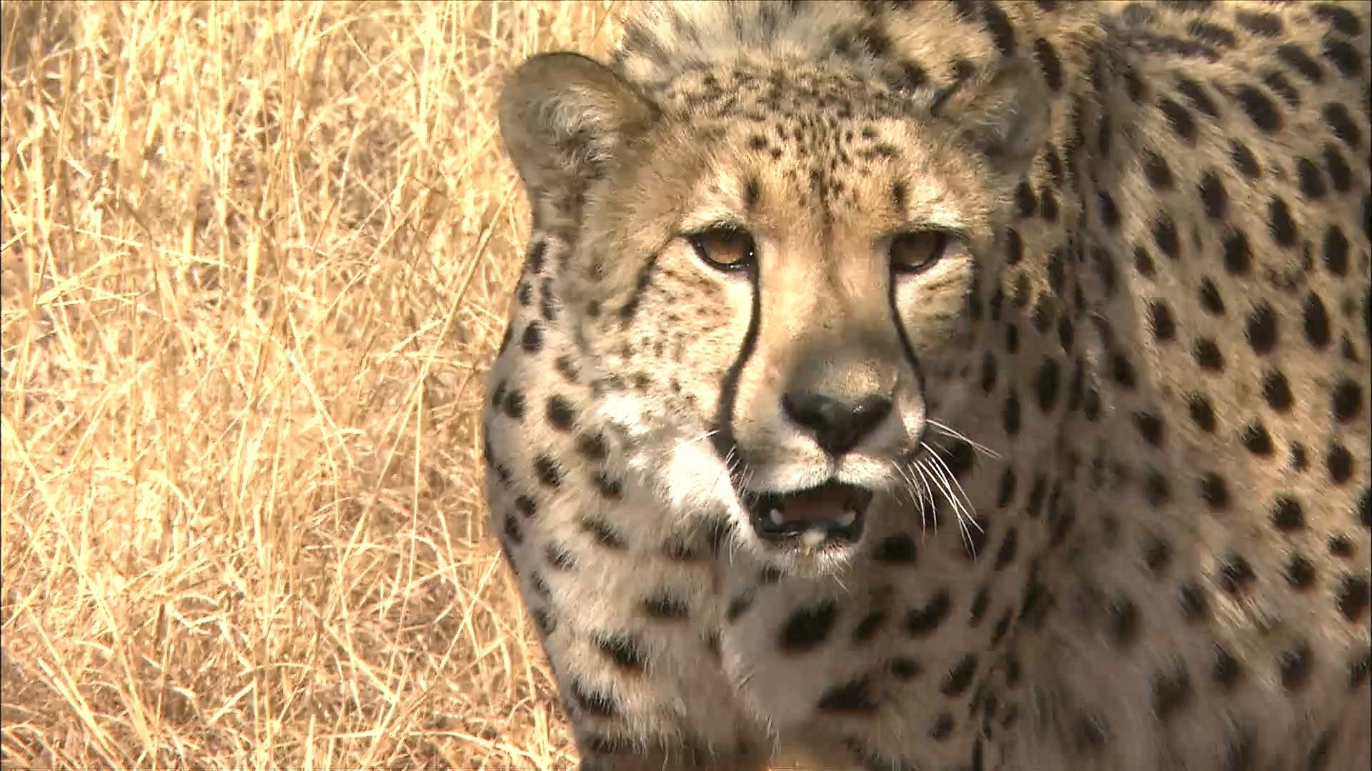 Africa's Super Seven Background