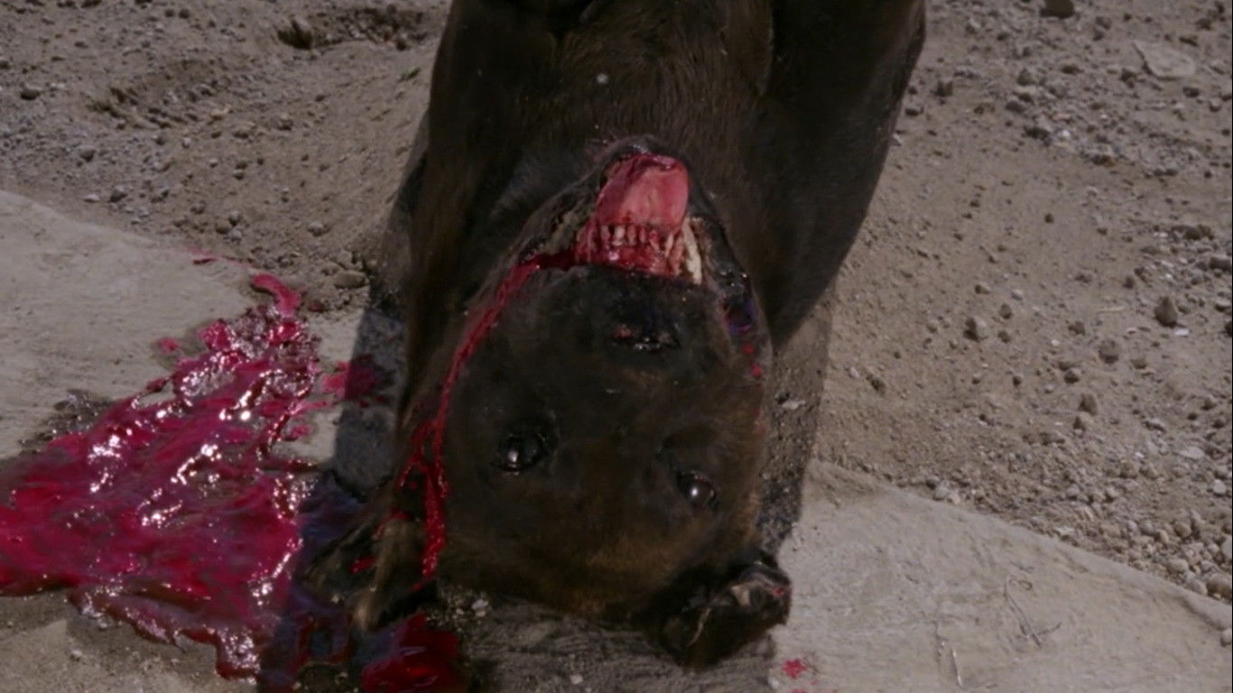 El gran perro muerto Background