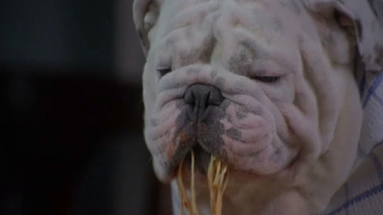 The Dogfather Background