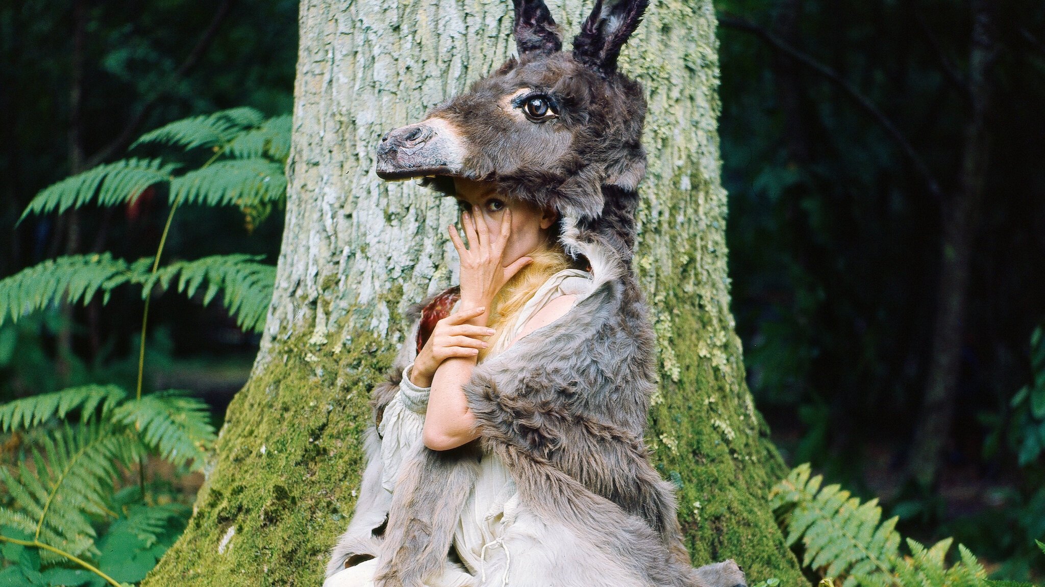 Donkey Skin Background