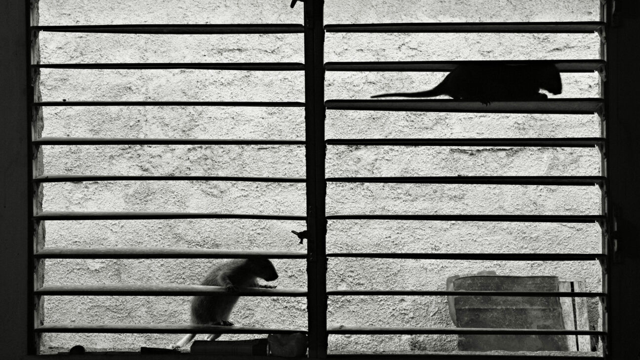 Assonnati sui caldi ginocchi Background