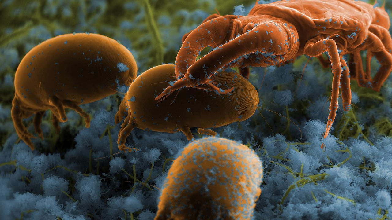 The squatters’ Return Background