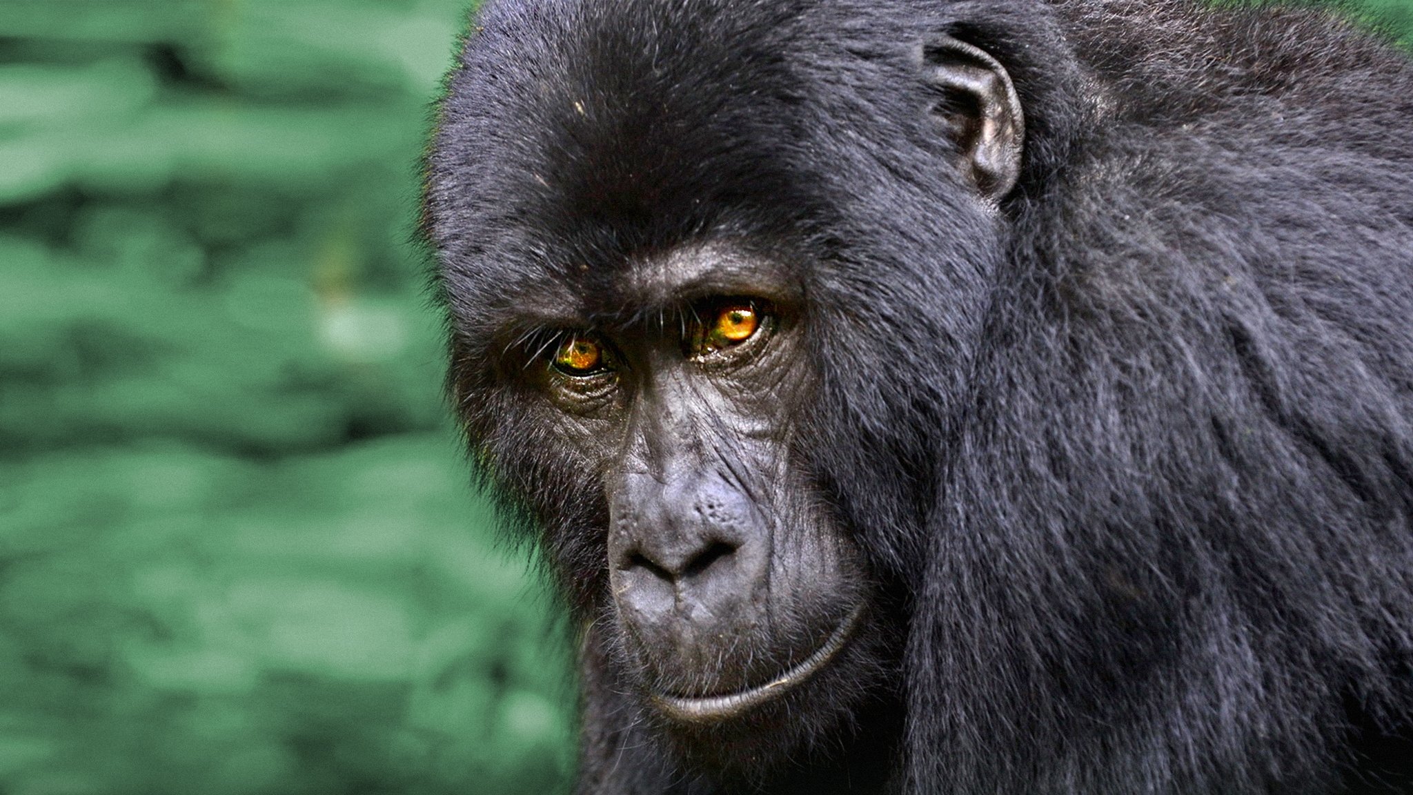 Wild Uganda Background