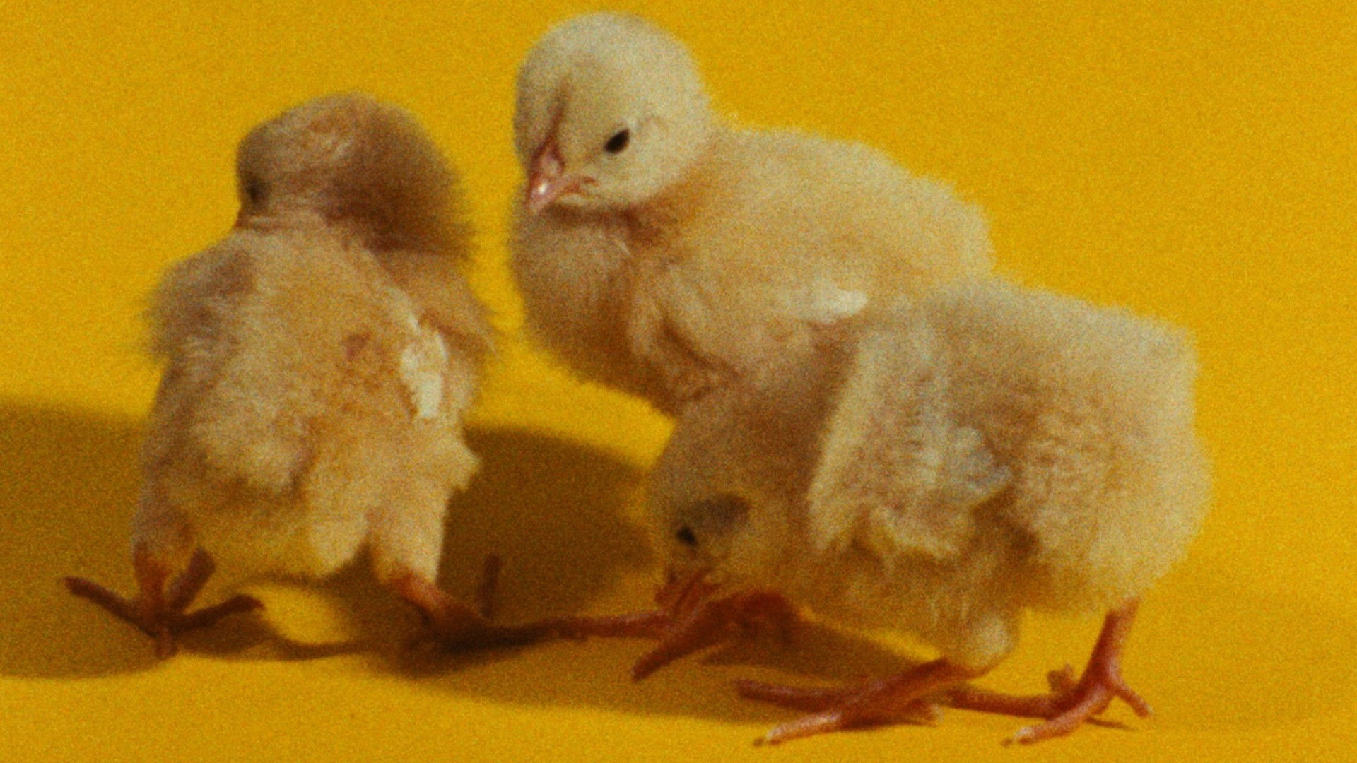 The Colours Background