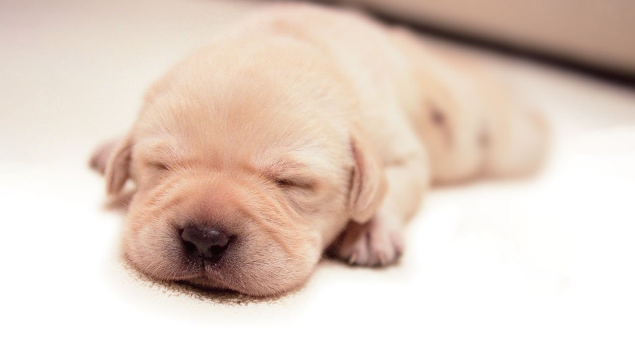 Quill: The Life of a Guide Dog Background