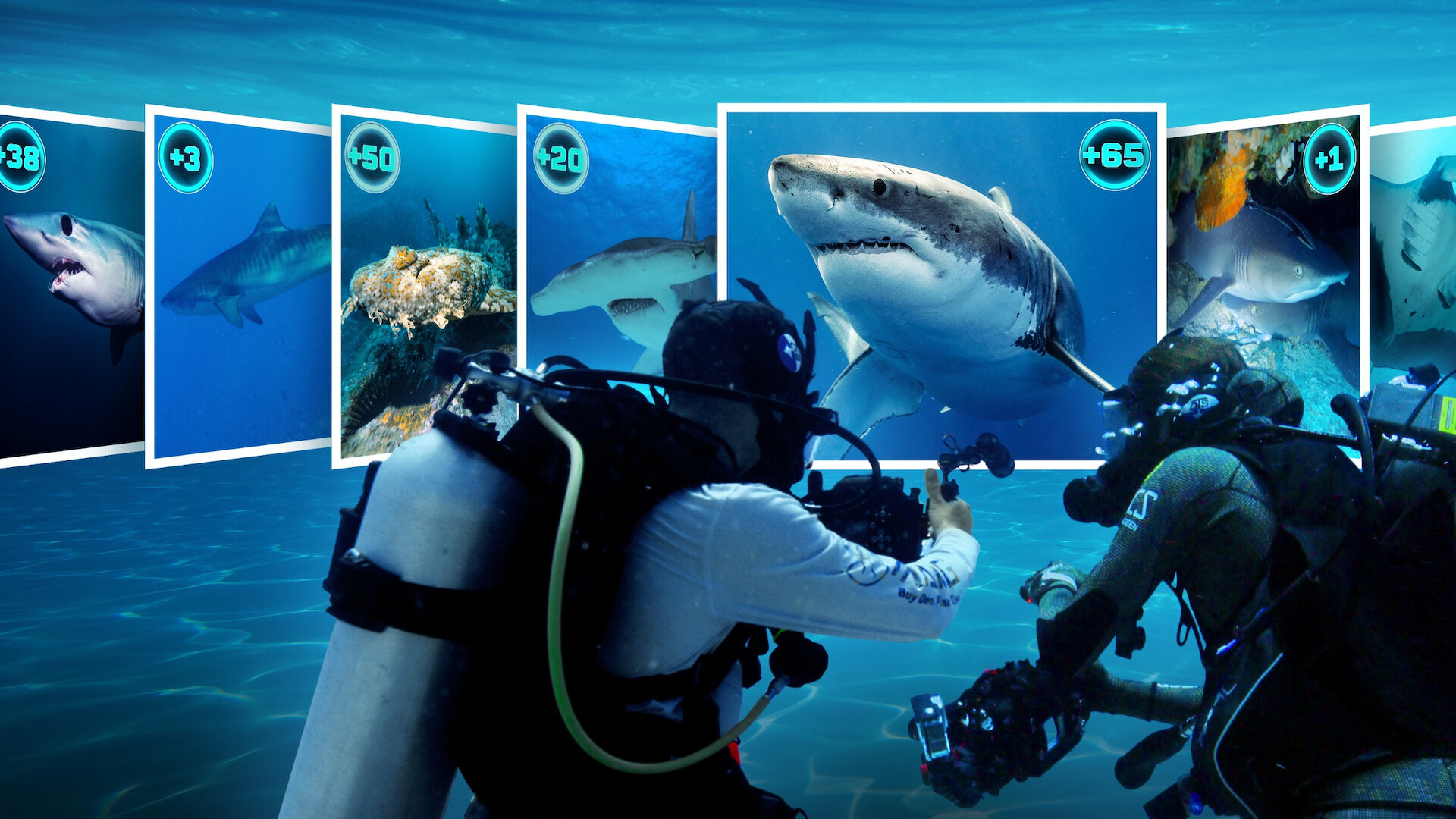 All the Sharks Background