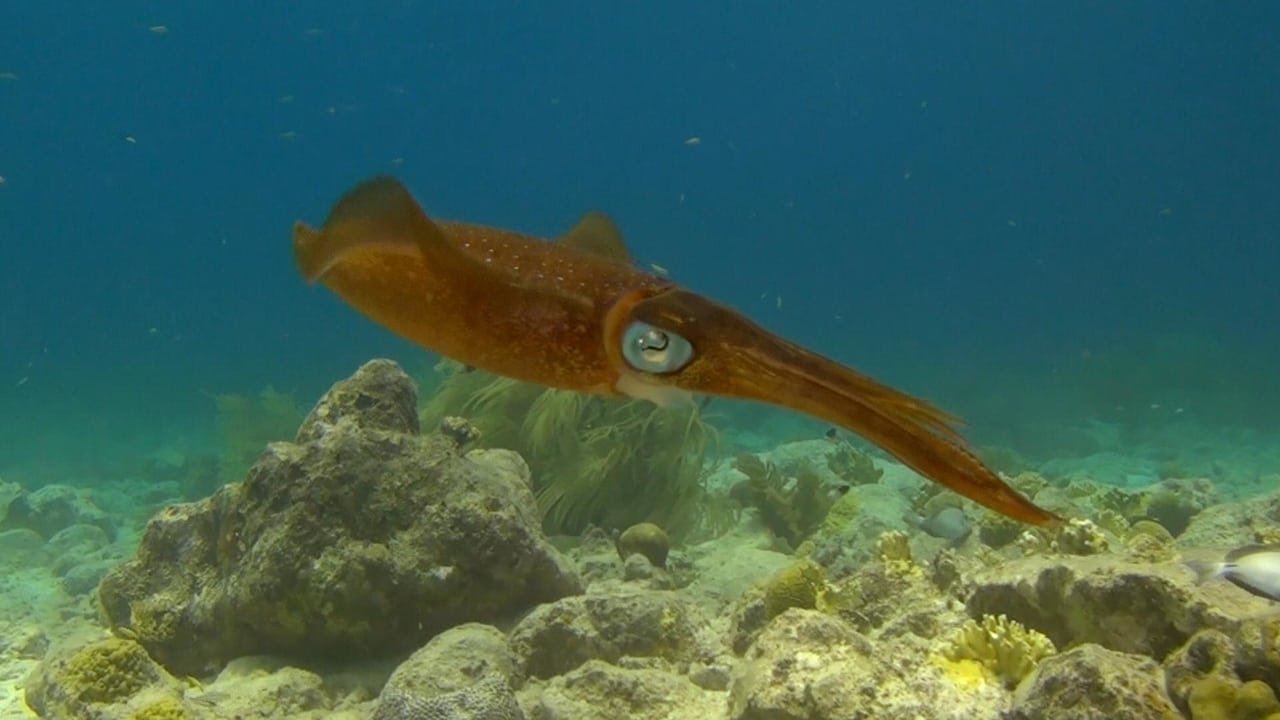 Amazing Ocean 3D Background