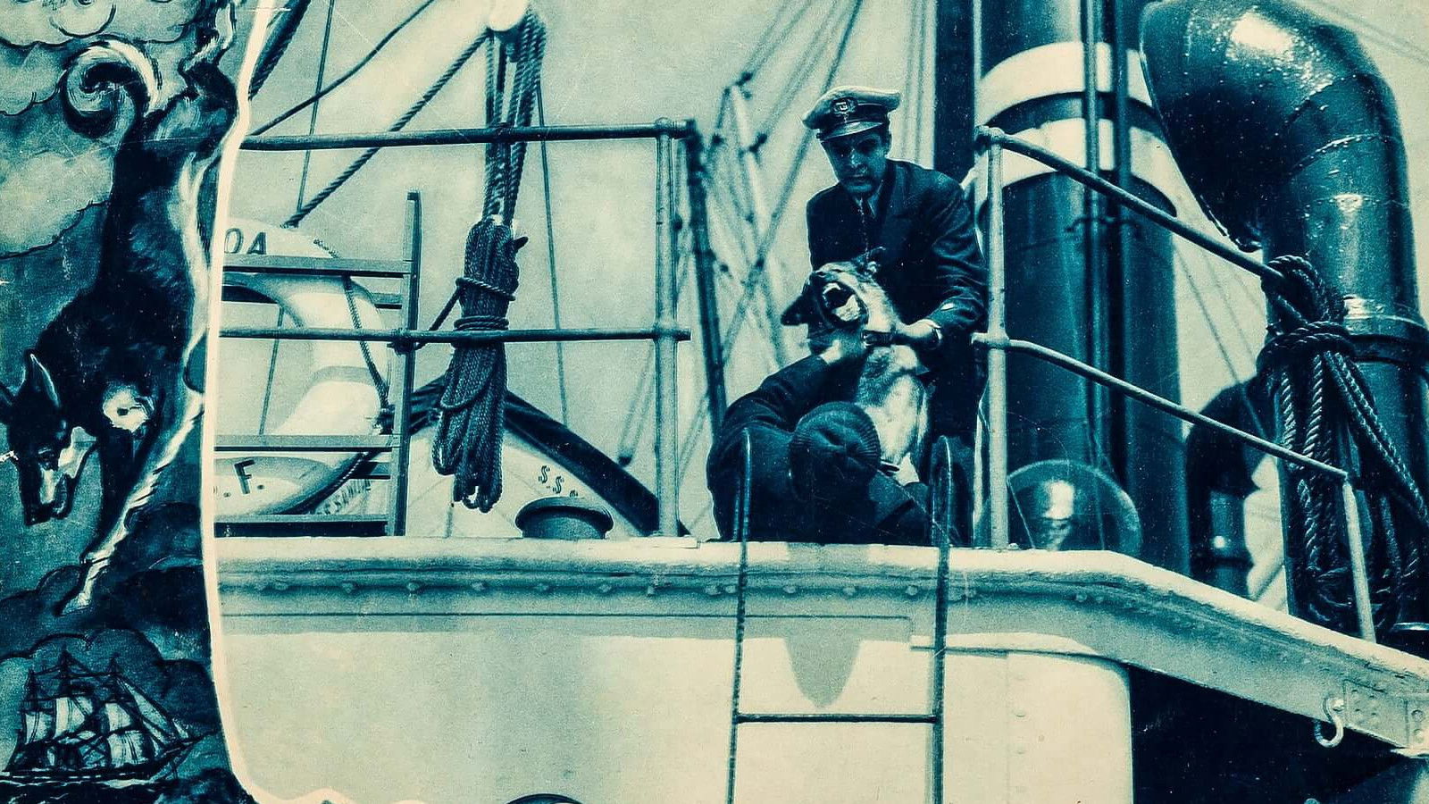 The Wolf Dog Background