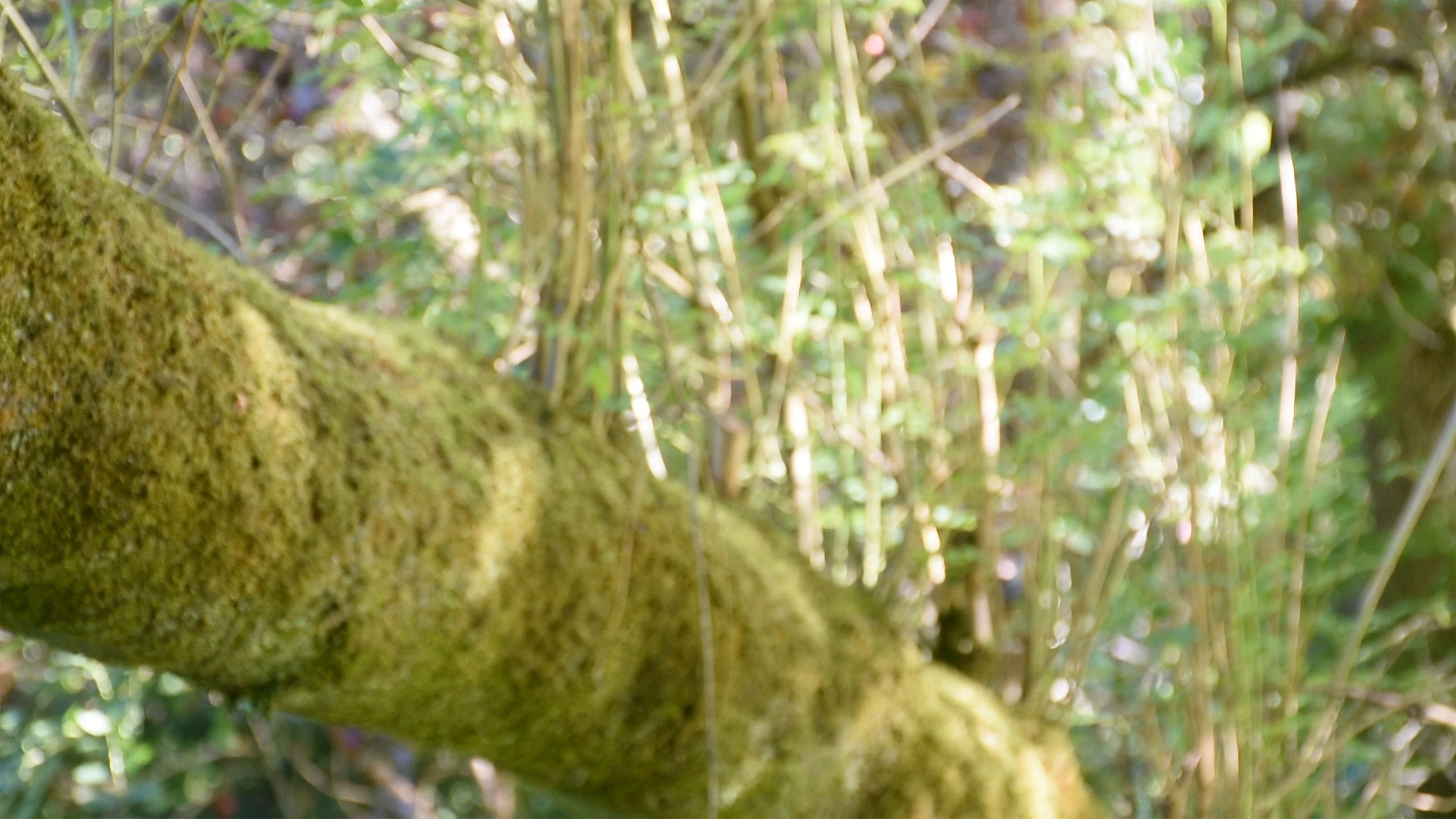 I'll See You Again Background