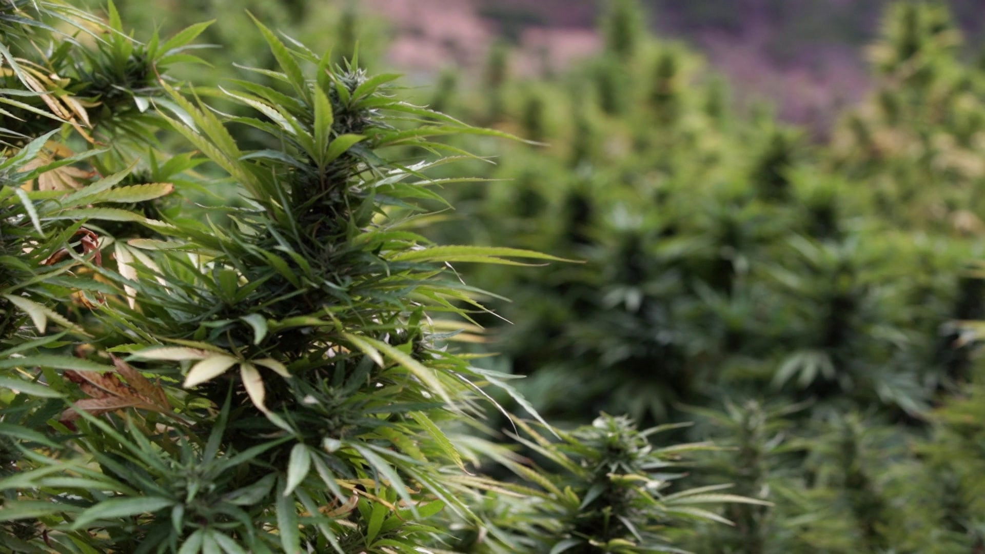 Who’s Getting Rich from Moroccan Hash? Background