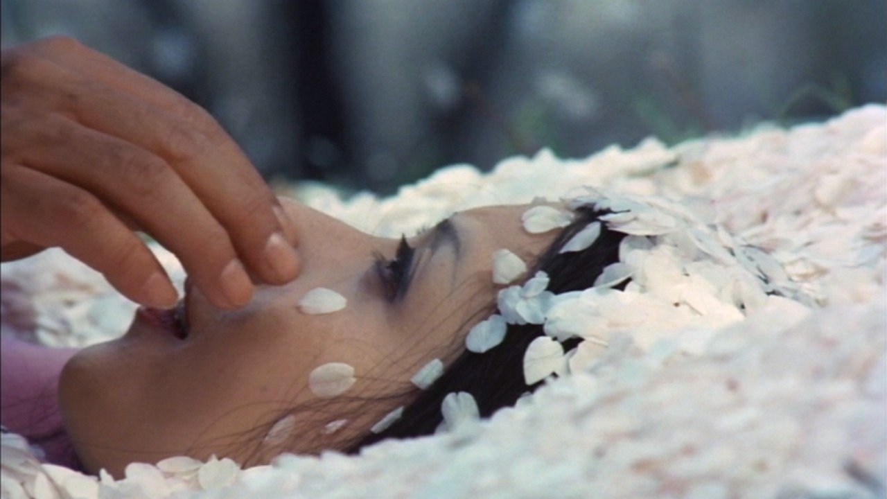 Under the Blossoming Cherry Trees Background