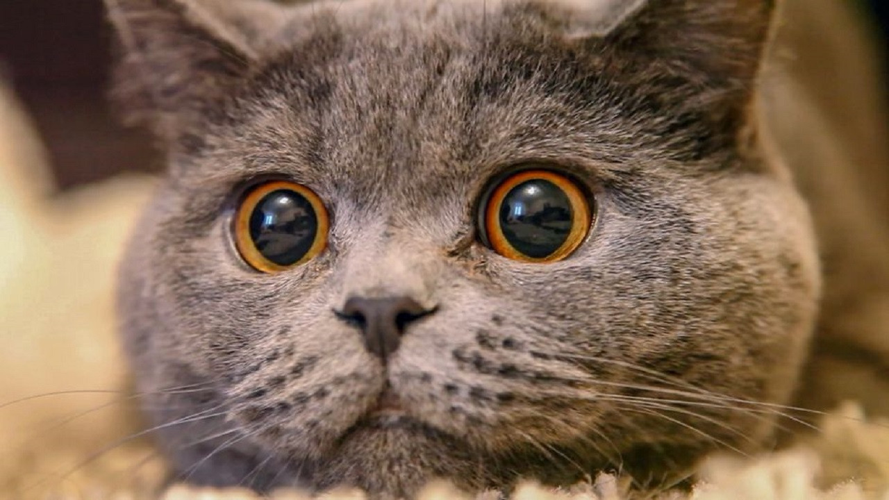 The Cat: A Cuddly Killer Background