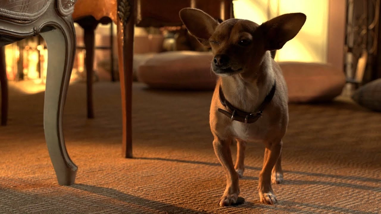 Beverly Hills Chihuahua 3: Viva la Fiesta! Background