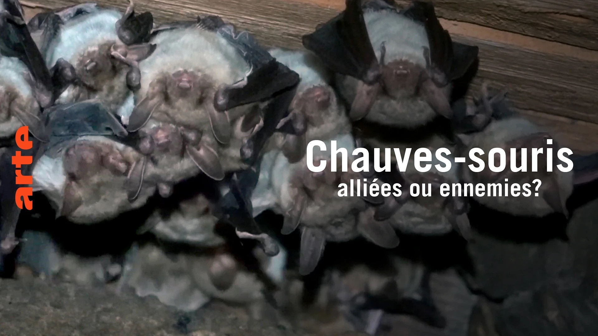 Chauve-souris: alliée ou ennemie? Background