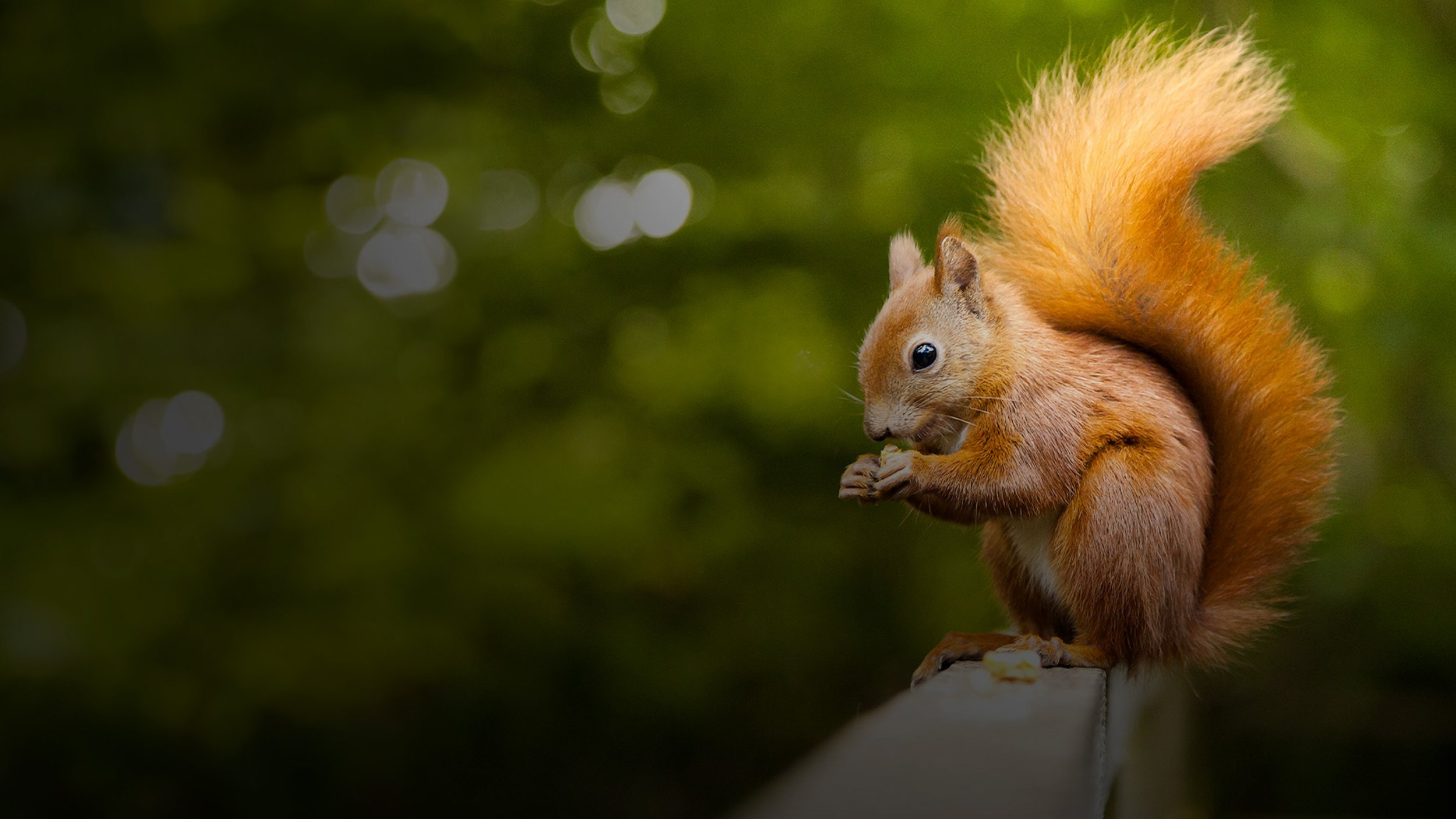 Écureuil : Les Tribulations d'une forestière Background