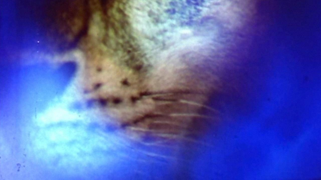 Quick Billy Background