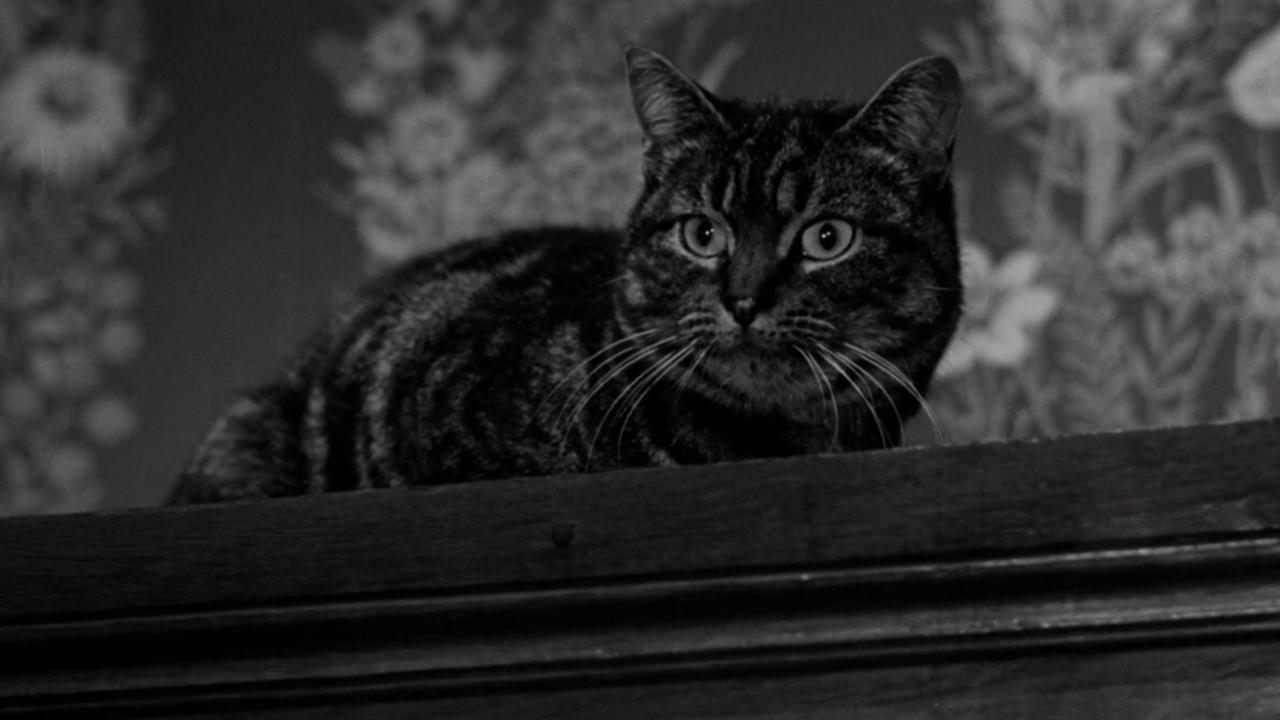 The Shadow of the Cat Background