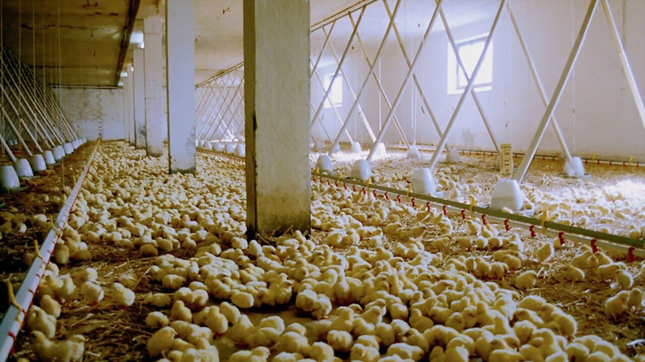 We Feed the World Background