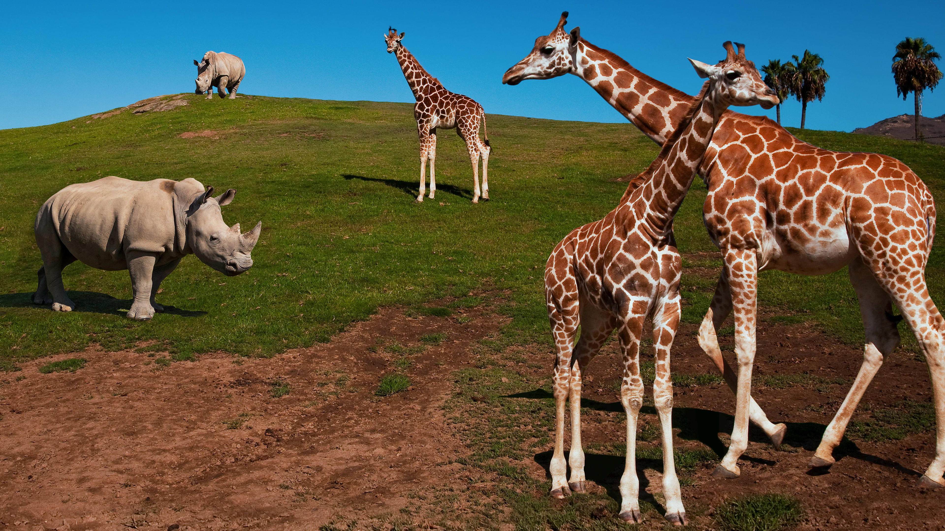 The Zoo: San Diego Background