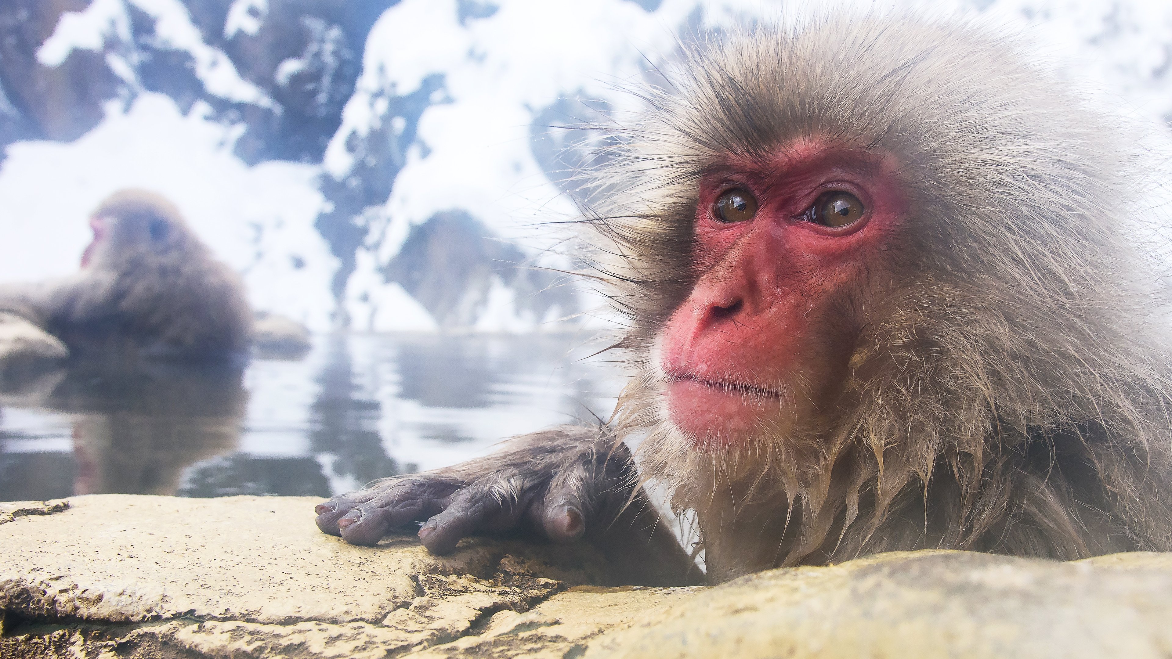 Wild Japan: Snow Monkeys Background
