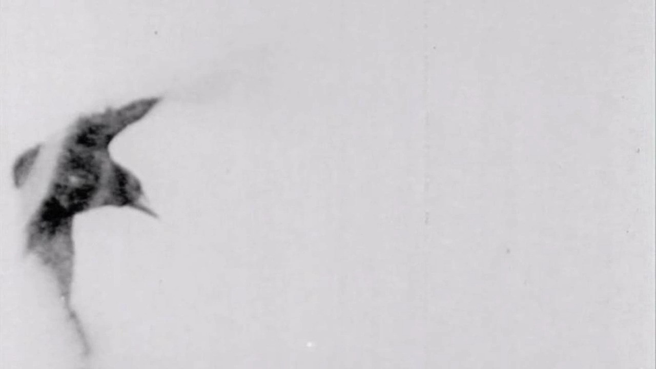 The Raven Background