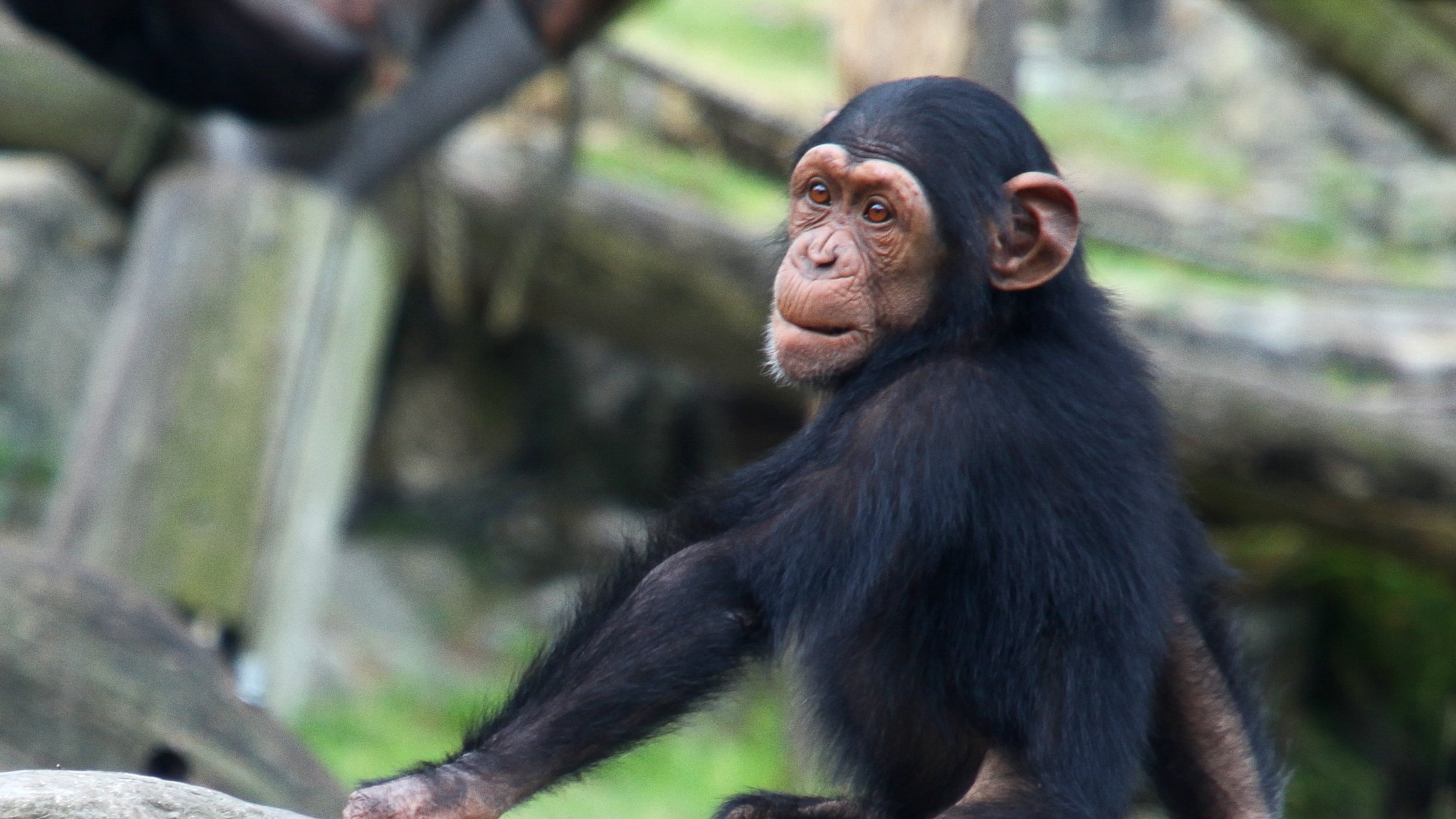 Inside Taronga Zoo Background