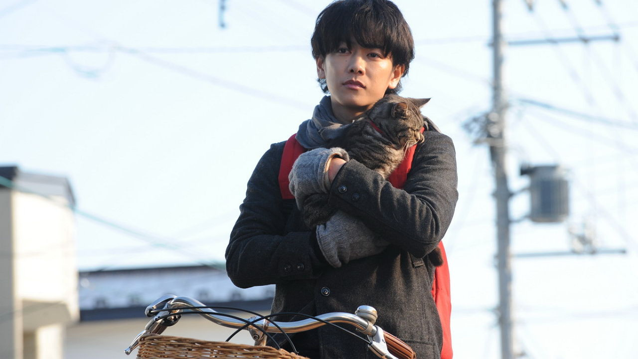 If Cats Disappeared from the World Background