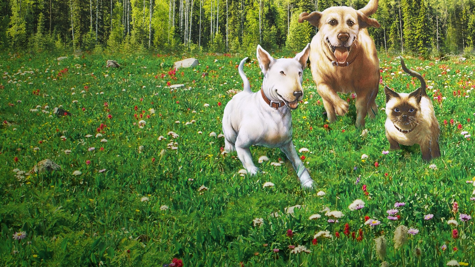 The Incredible Journey Background