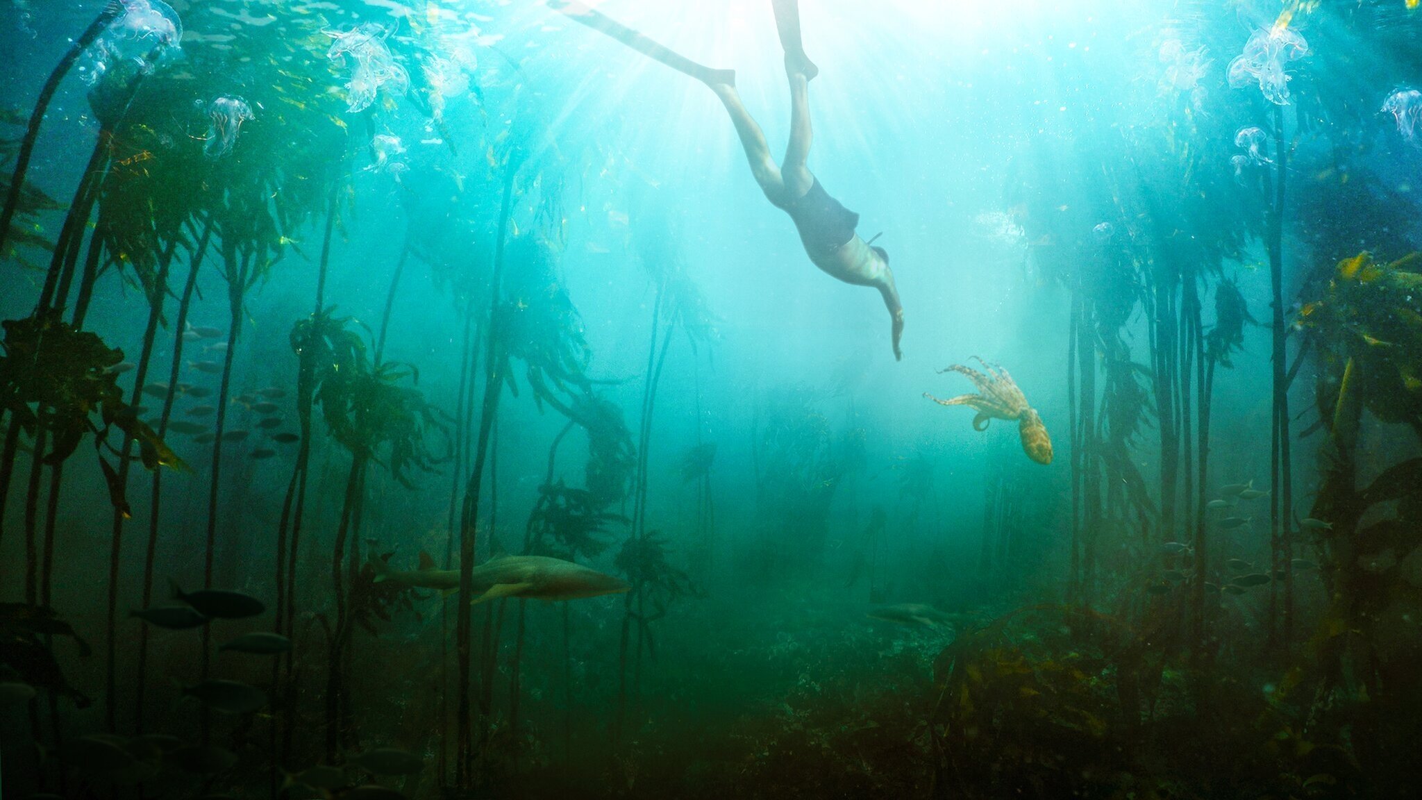 My Octopus Teacher Background