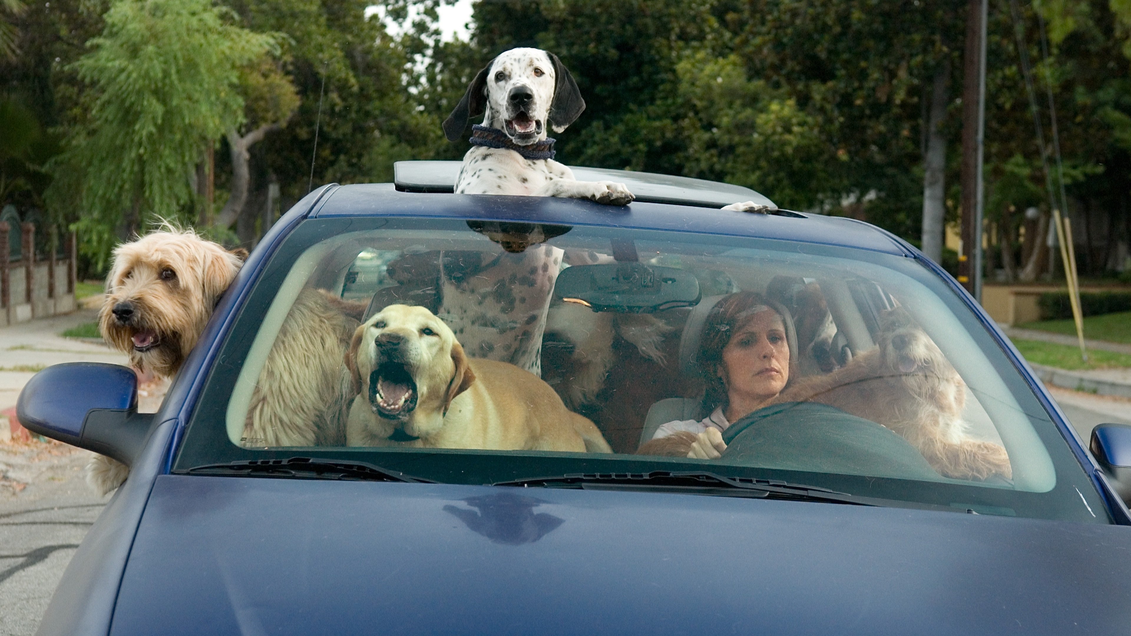 Year of the Dog Background