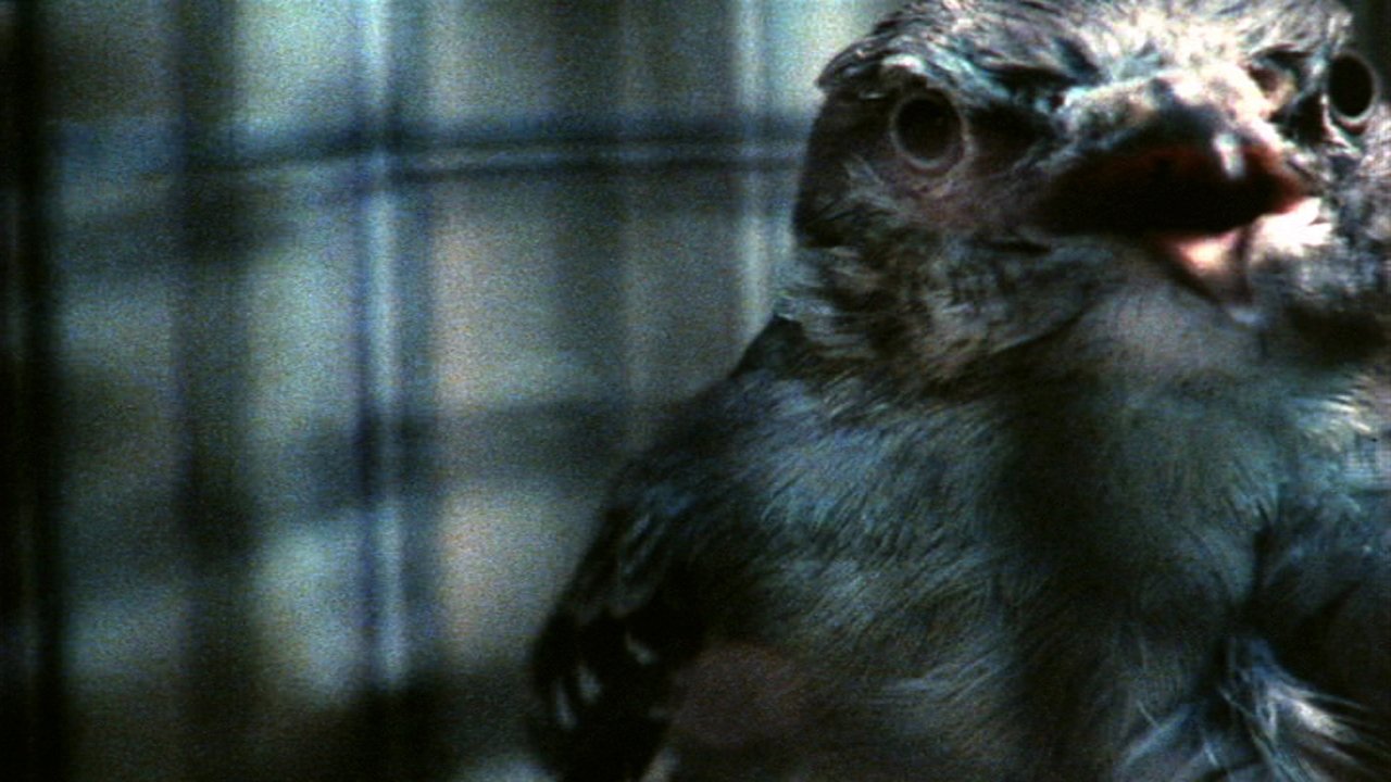 O'er the Land Background