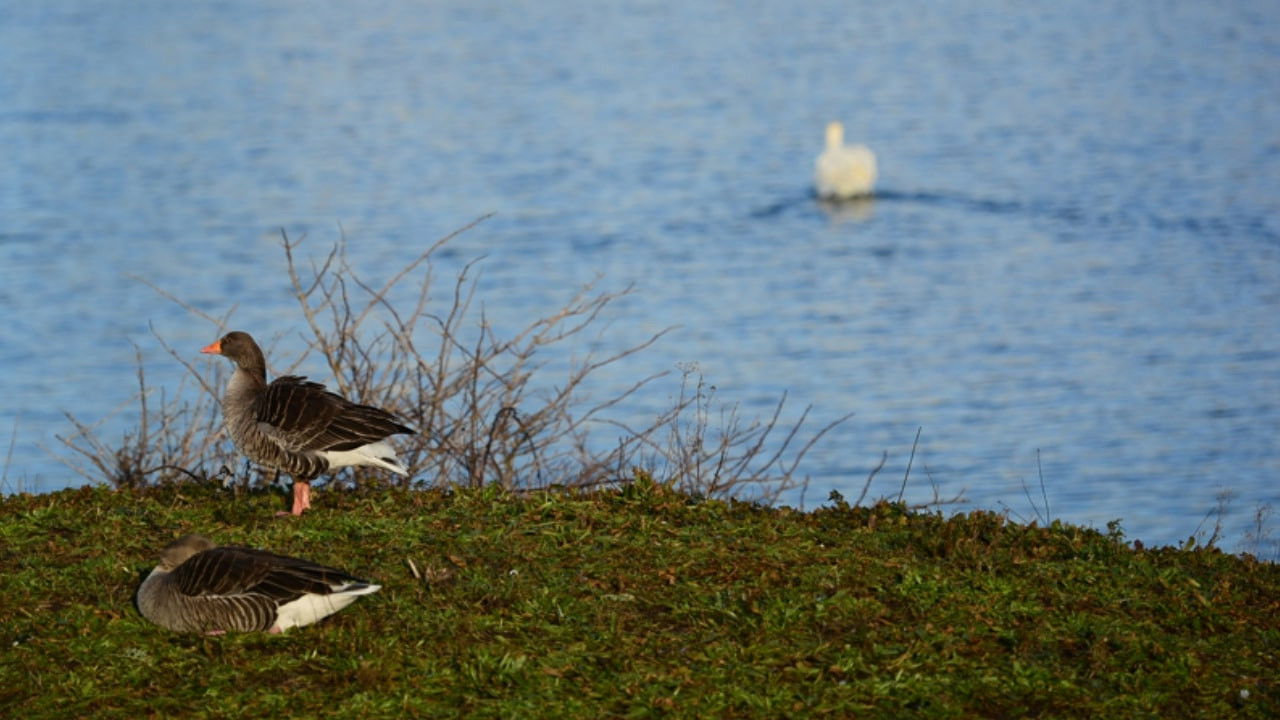 Mugged Off II: The Muggening Background