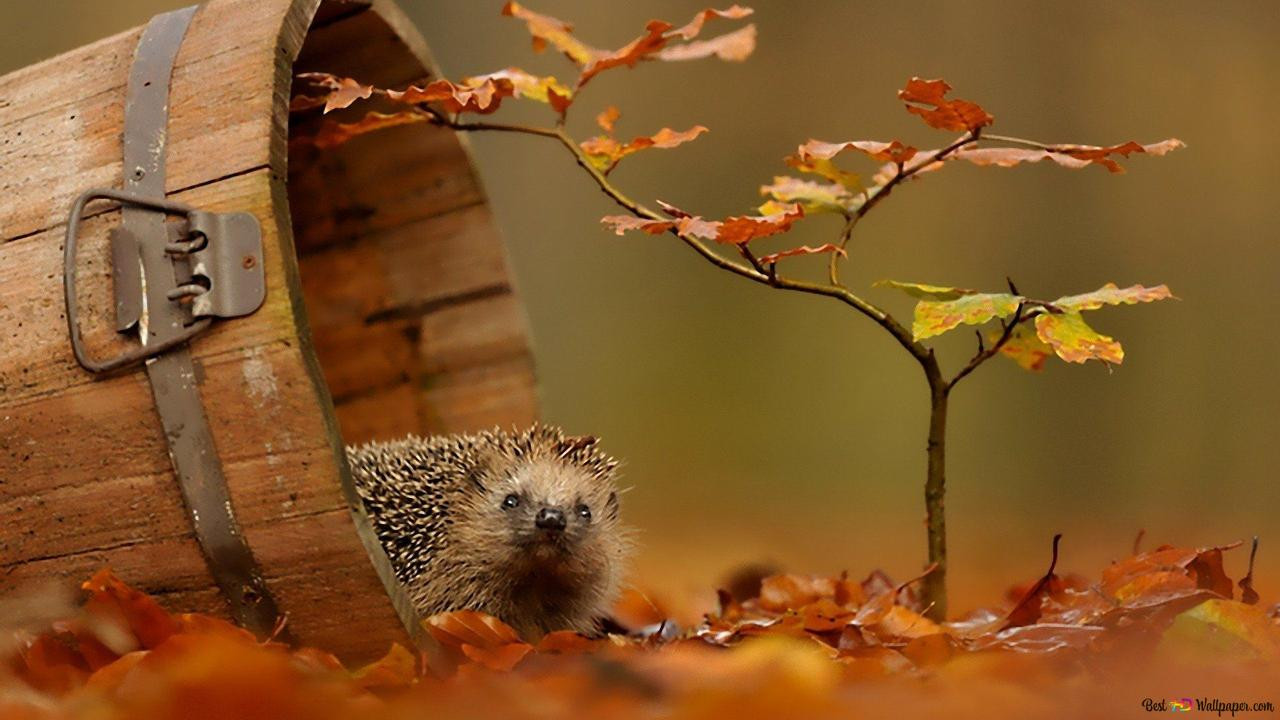 Le voyage épique d'un hérisson Background