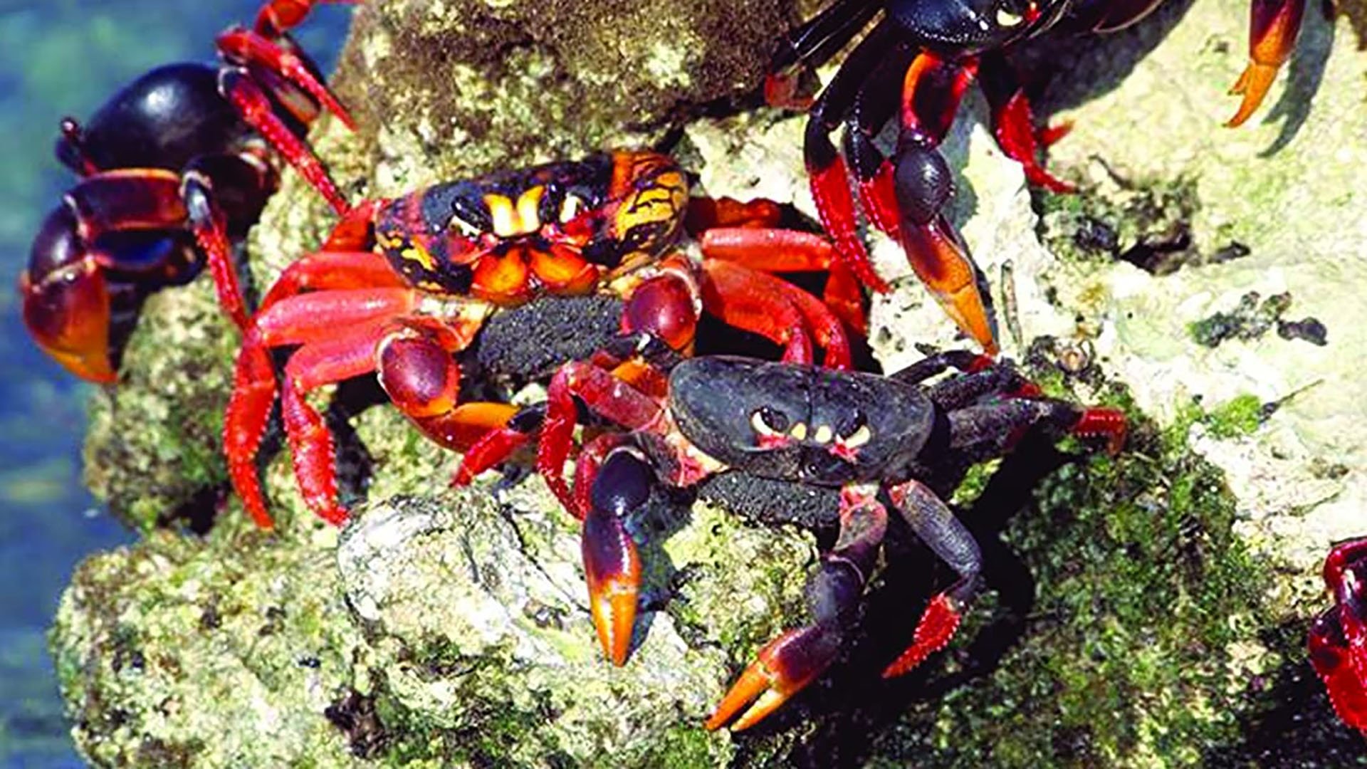 Cuba: Wild Island of the Caribbean Background