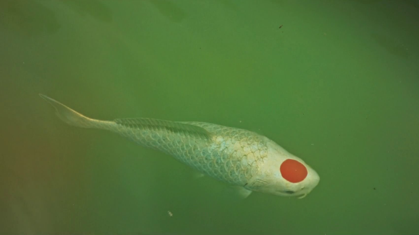 Allmen und das Geheimnis des Koi Background