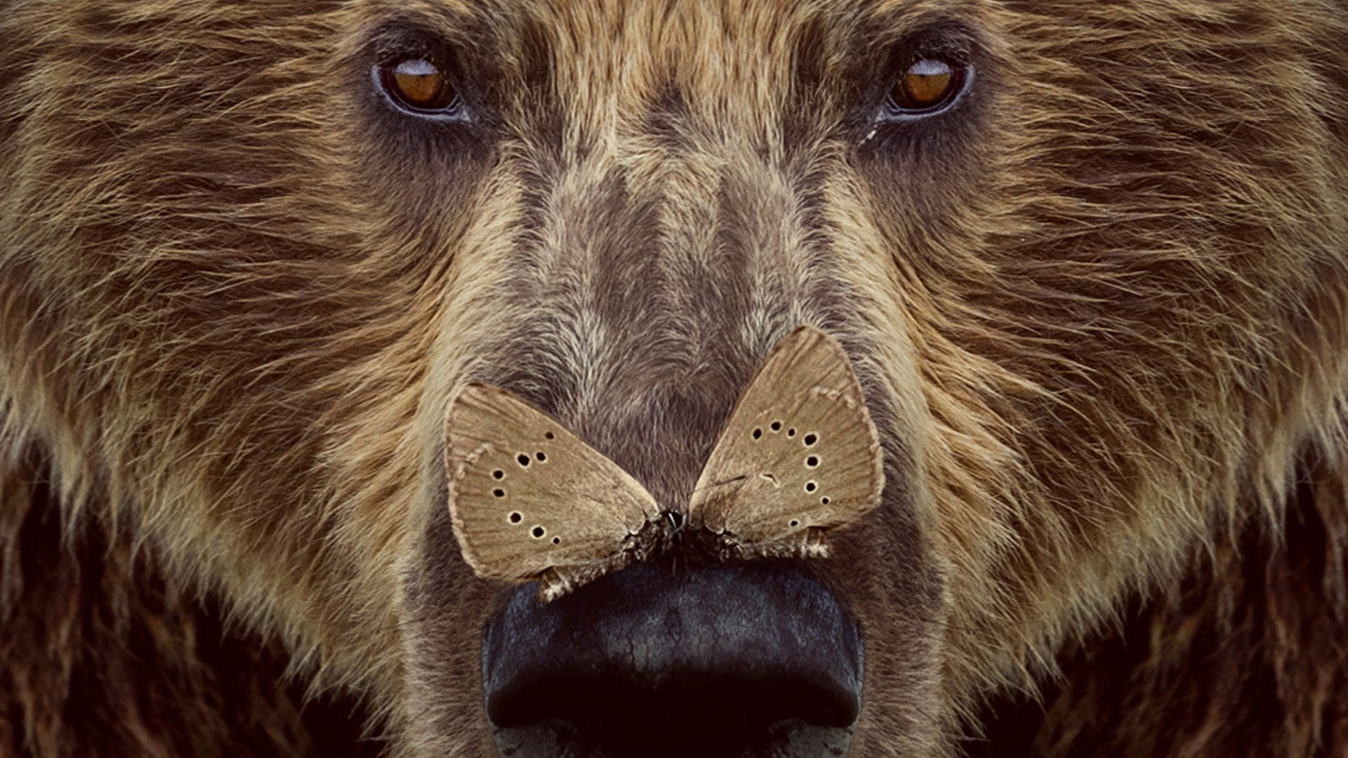 Cantábrico Background