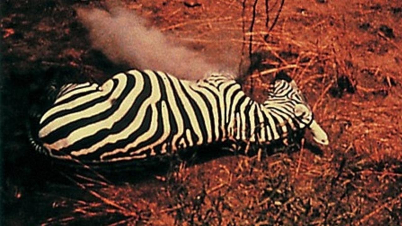 Our Trip to Africa Background