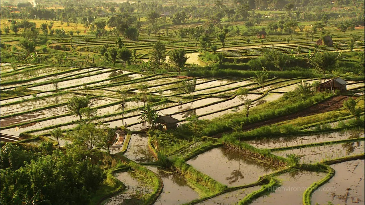 Living Landscapes: Bali Background