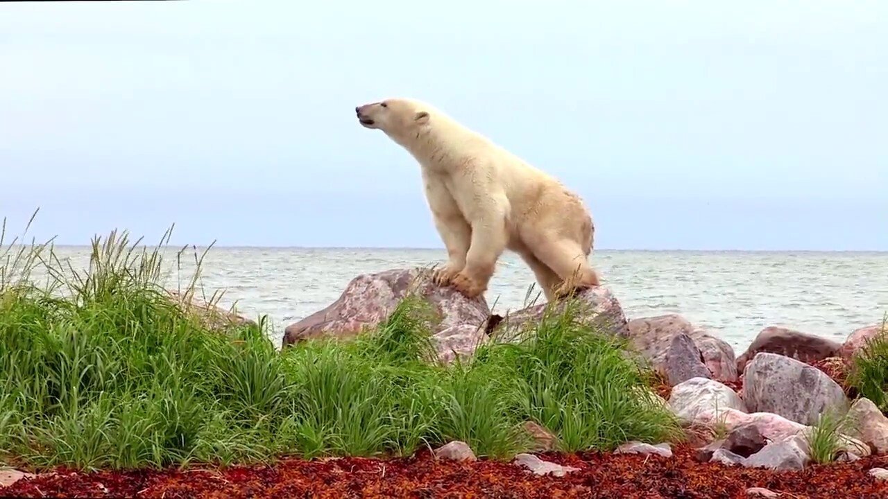 Polar Bears: A Summer Odyssey Background