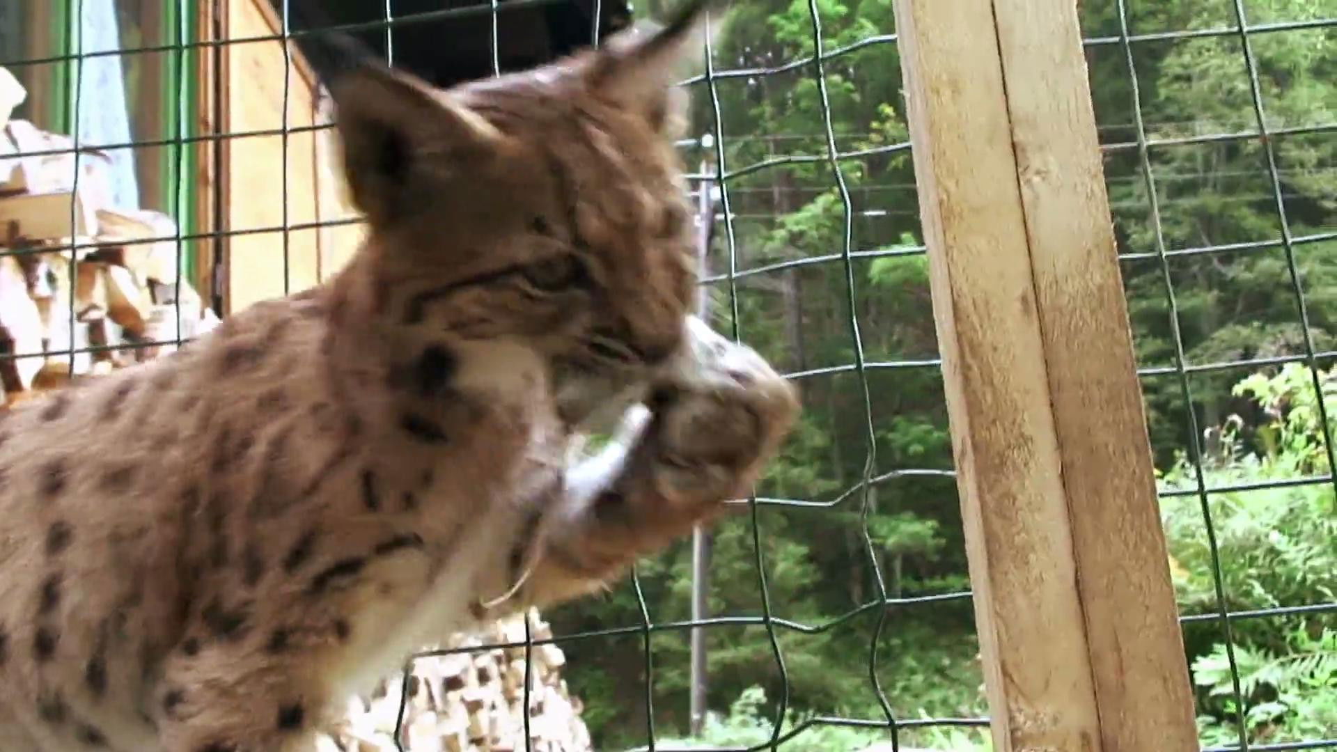 The Lynx Liaison Background