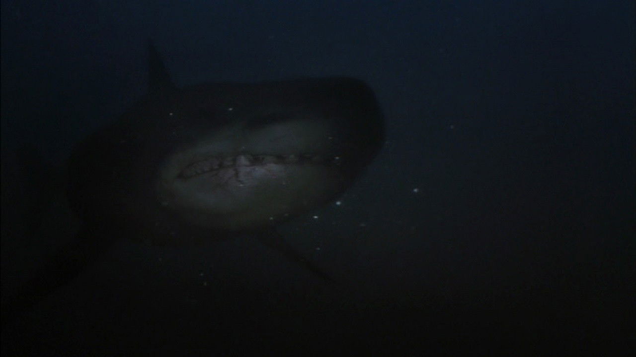 Shark Hunter Background