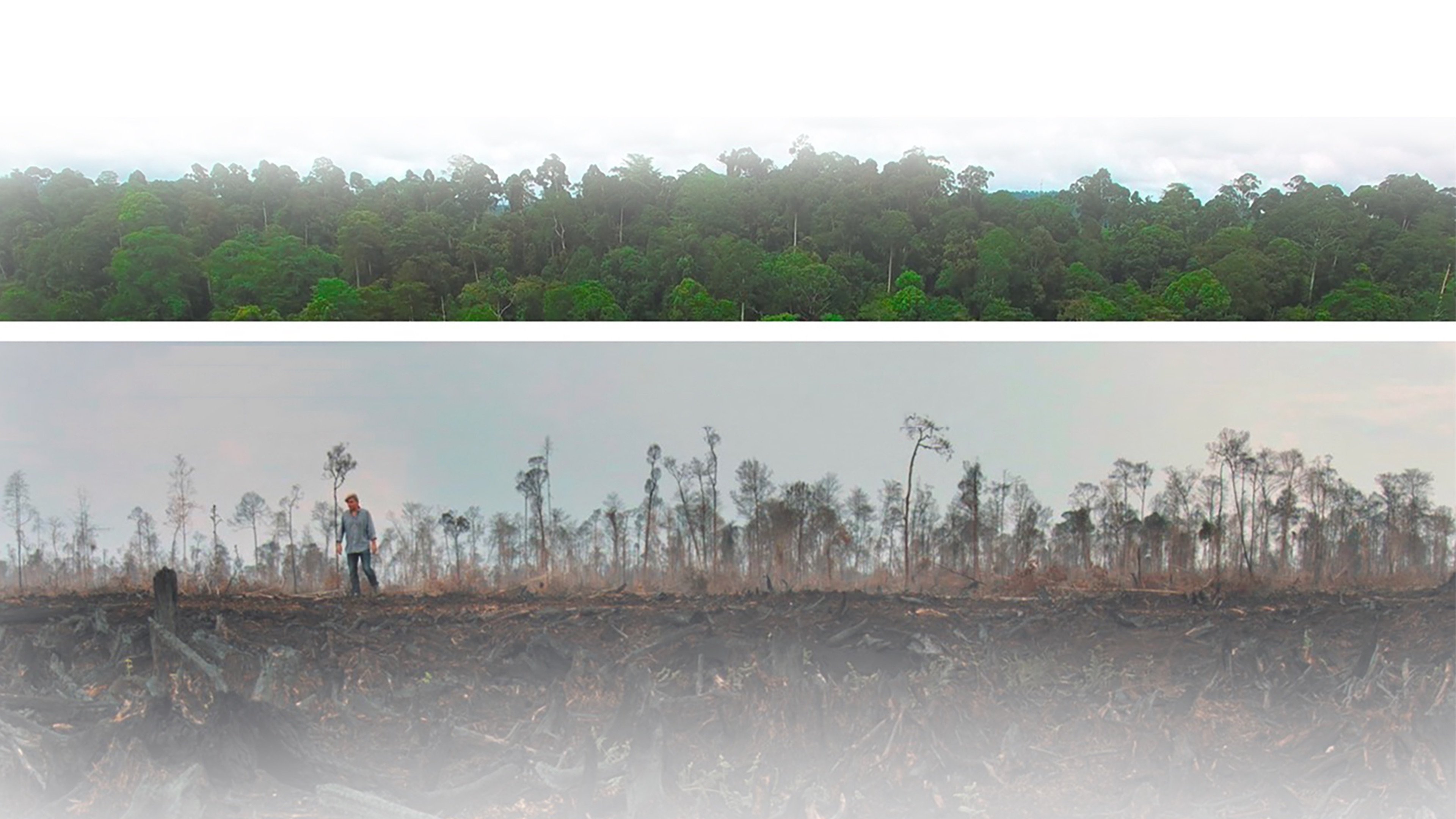 Die grüne Lüge Background