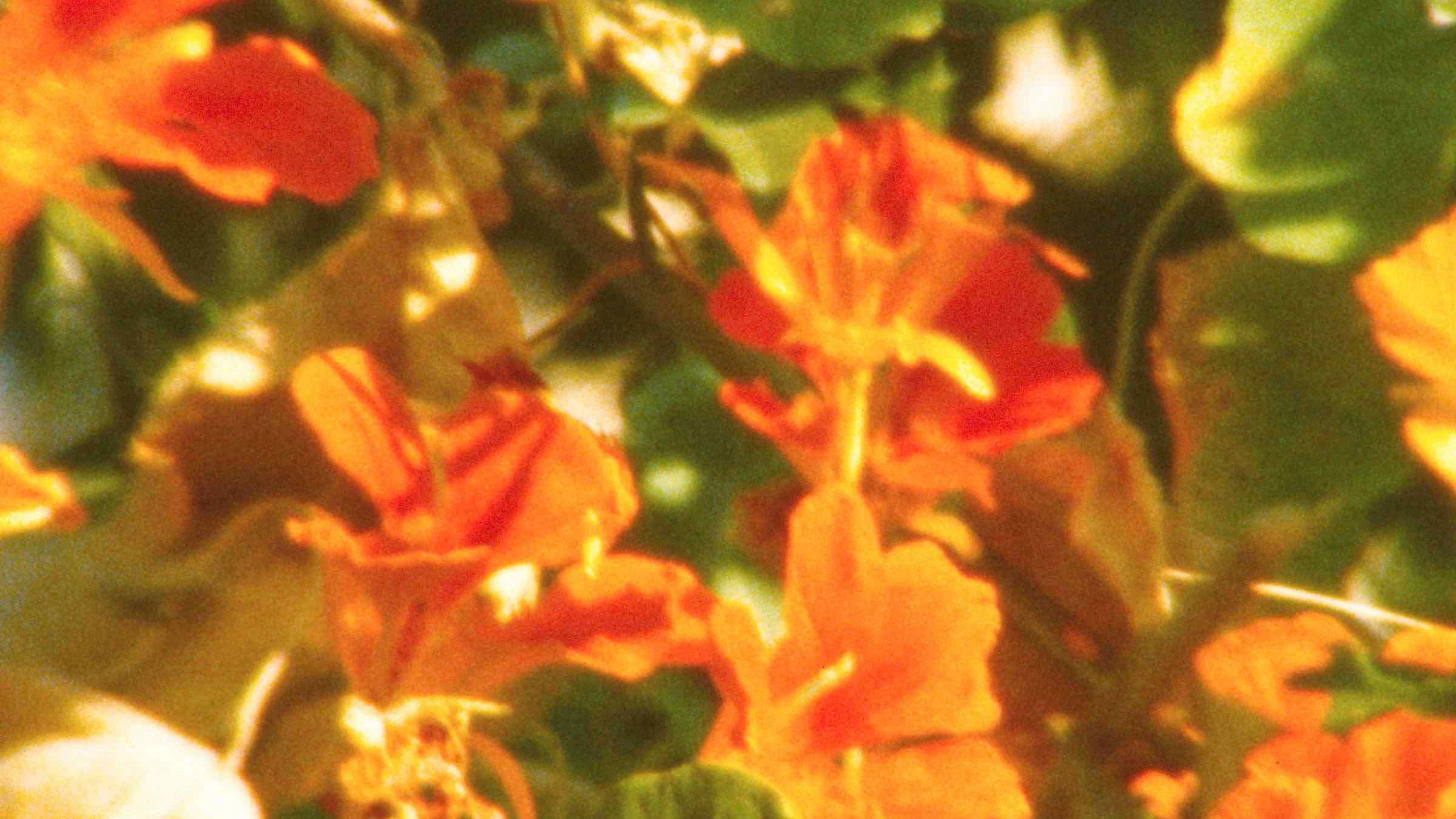 The Secret Garden Background