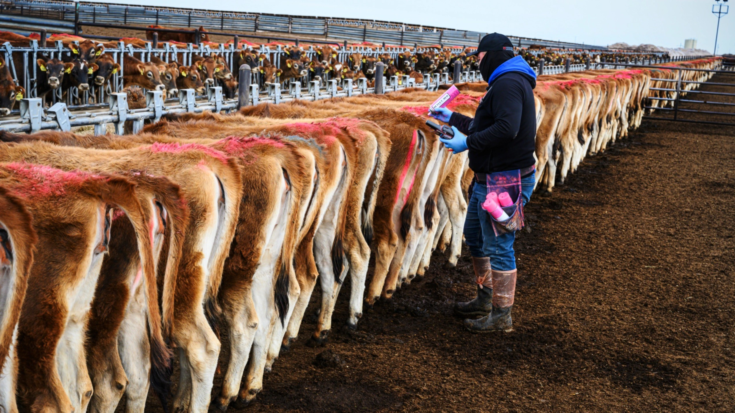 Food for Thought Background