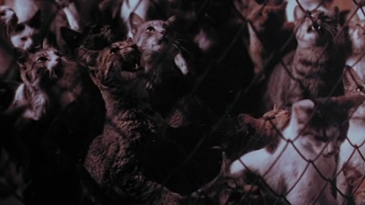 The Night of a Thousand Cats Background