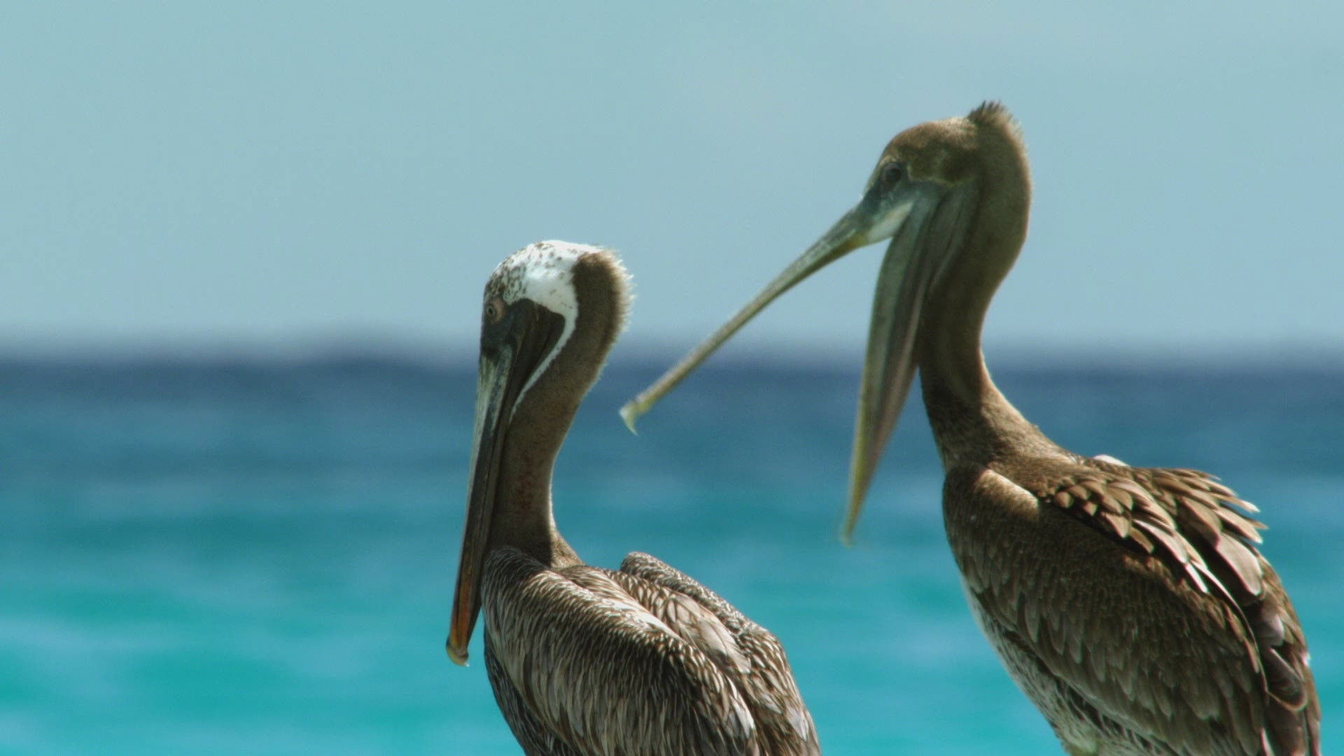 Cuba's Wild Revolution Background