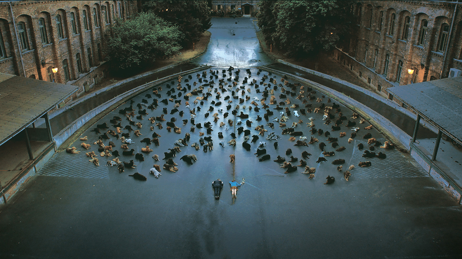 White God Background