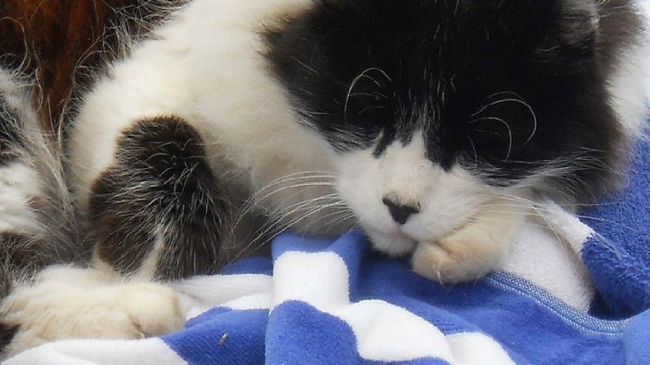 A Cat's Tale Background