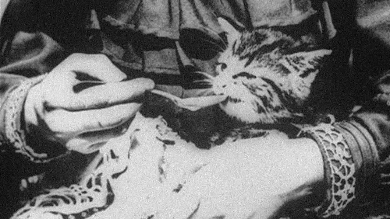 The Sick Kitten Background